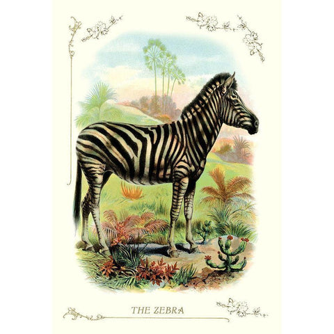 The Zebra, 1900 Black Modern Wood Framed Art Print by Unknown