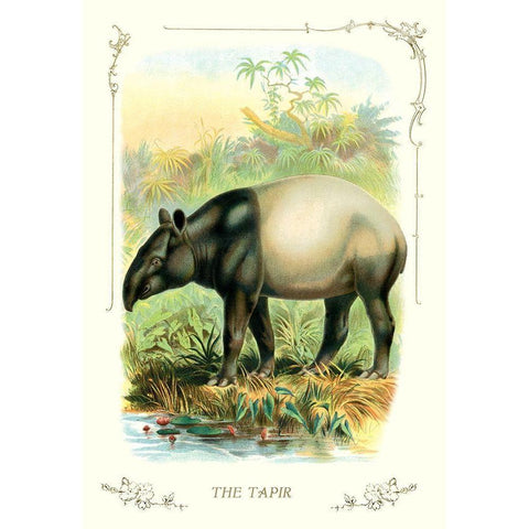 The Tapir, 1900 Gold Ornate Wood Framed Art Print with Double Matting by Unknown