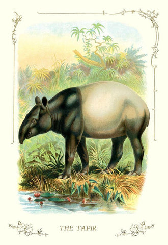 The Tapir, 1900 White Modern Wood Framed Art Print with Double Matting by Unknown