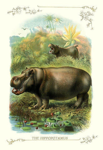 The Hippopotamus, 1900 Black Ornate Wood Framed Art Print with Double Matting by Unknown