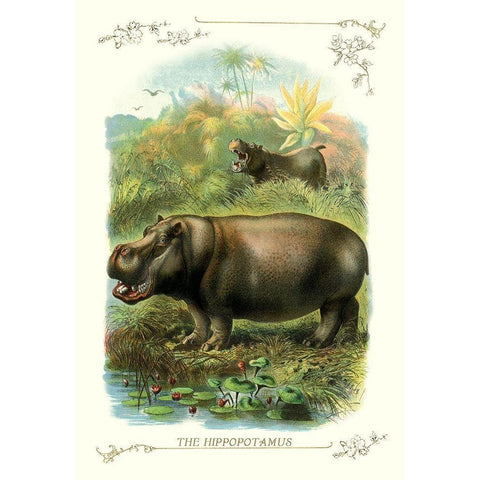The Hippopotamus, 1900 Gold Ornate Wood Framed Art Print with Double Matting by Unknown