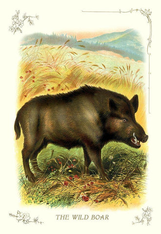 The Wild Boar, 1900 Black Ornate Wood Framed Art Print with Double Matting by Unknown