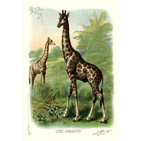 The Giraffe, 1900 Black Modern Wood Framed Art Print with Double Matting by Unknown