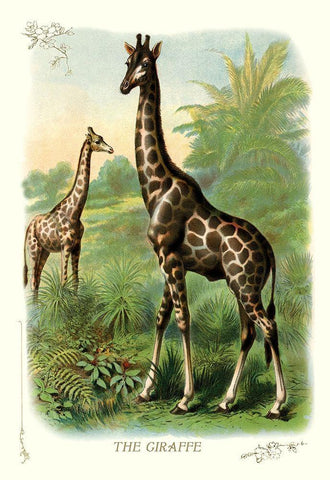 The Giraffe, 1900 Black Ornate Wood Framed Art Print with Double Matting by Unknown