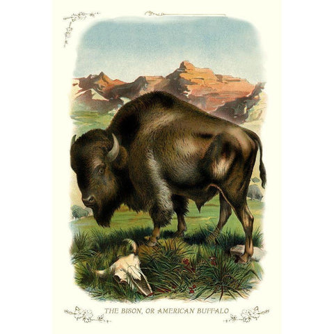 The Bison, or American Buffalo, 1900 Gold Ornate Wood Framed Art Print with Double Matting by Unknown