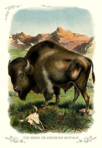 The Bison, or American Buffalo, 1900 Black Ornate Wood Framed Art Print with Double Matting by Unknown