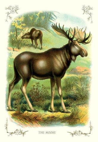 The Moose, 1900 White Modern Wood Framed Art Print with Double Matting by Unknown