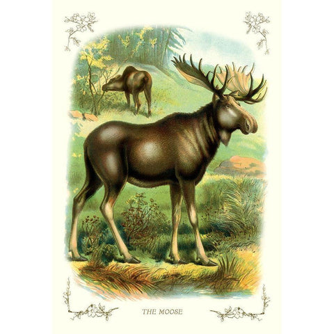 The Moose, 1900 Gold Ornate Wood Framed Art Print with Double Matting by Unknown