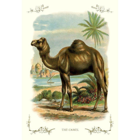 The Camel, 1900 White Modern Wood Framed Art Print by Unknown