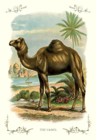 The Camel, 1900 Black Ornate Wood Framed Art Print with Double Matting by Unknown