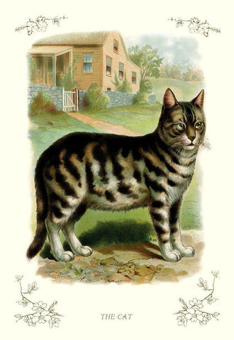 The Cat, 1900 White Modern Wood Framed Art Print with Double Matting by Unknown