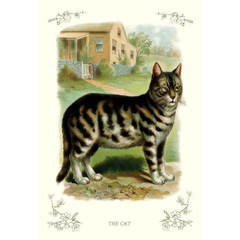 The Cat, 1900 White Modern Wood Framed Art Print by Unknown