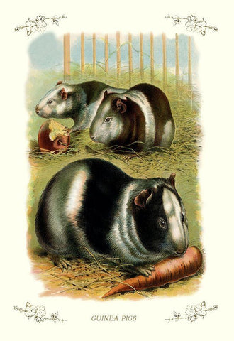 Guinea Pigs, 1900 White Modern Wood Framed Art Print with Double Matting by Unknown