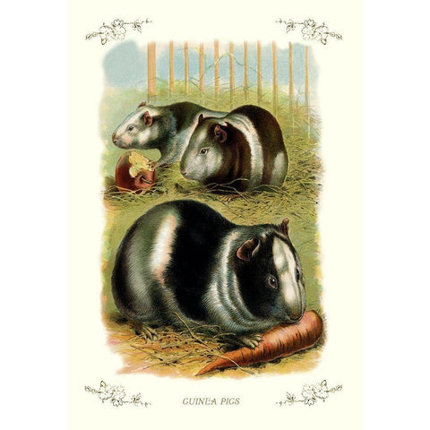 Guinea Pigs, 1900 White Modern Wood Framed Art Print by Unknown