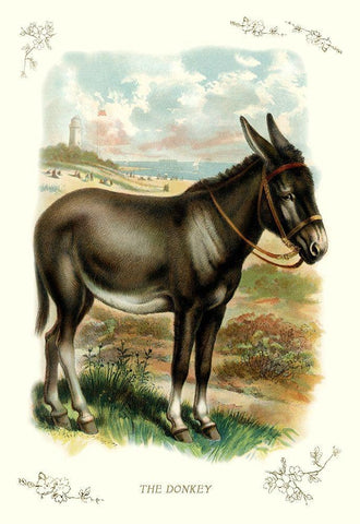 The Donkey, 1900 Black Ornate Wood Framed Art Print with Double Matting by Unknown