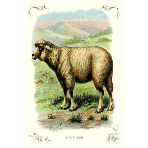 The Sheep, 1900 White Modern Wood Framed Art Print by Unknown