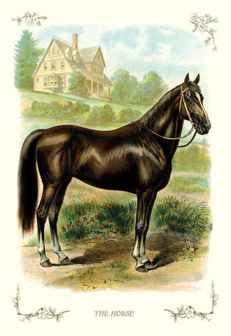 The Horse, 1900 White Modern Wood Framed Art Print with Double Matting by Unknown