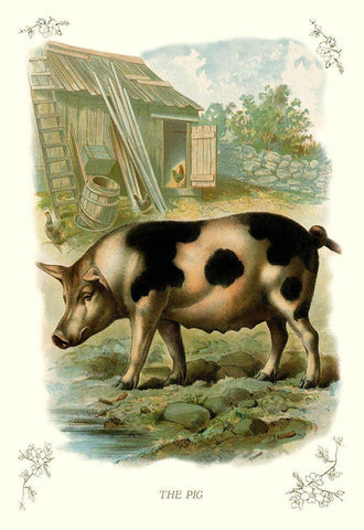 The Pig, 1900 Black Ornate Wood Framed Art Print with Double Matting by Unknown