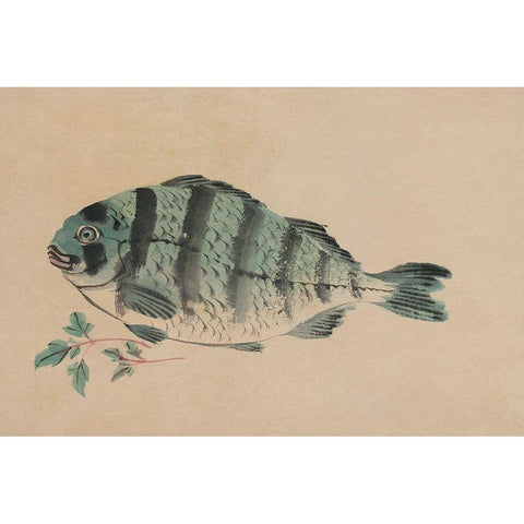 Striped Bass White Modern Wood Framed Art Print by Unknown