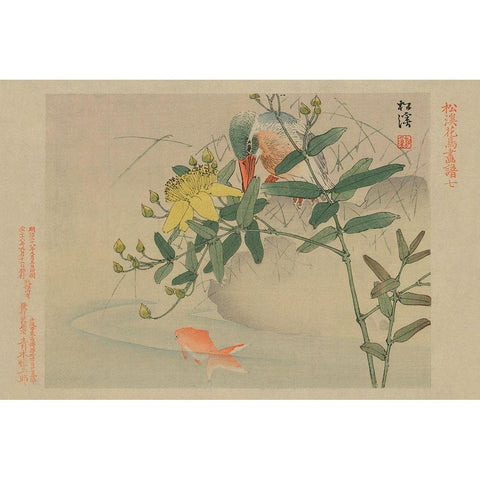 Kingfisher and Goldfish in Pond Black Modern Wood Framed Art Print with Double Matting by Unknown