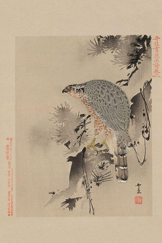 Hawk White Modern Wood Framed Art Print with Double Matting by Unknown