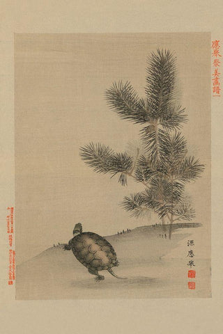 Turtle White Modern Wood Framed Art Print with Double Matting by Unknown