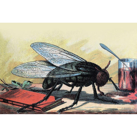 Fly White Modern Wood Framed Art Print by Unknown