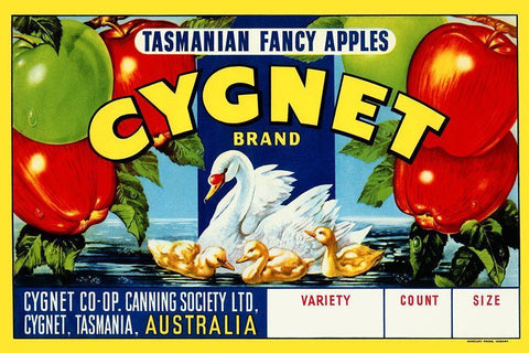 Cygnet Tasmanian Fancy Apples White Modern Wood Framed Art Print with Double Matting by Retrolabel