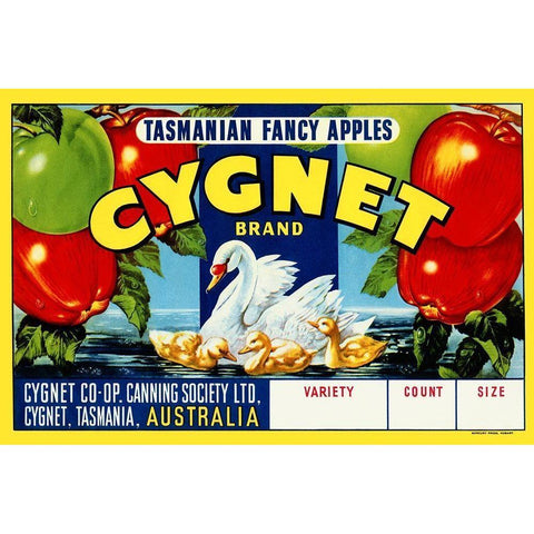 Cygnet Tasmanian Fancy Apples White Modern Wood Framed Art Print by Retrolabel