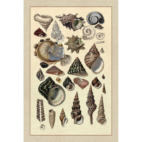 Shells: Trachelipoda #3 Black Modern Wood Framed Art Print with Double Matting by Sowerby, G.B.