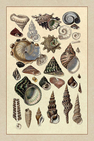 Shells: Trachelipoda #3 Black Ornate Wood Framed Art Print with Double Matting by Sowerby, G.B.
