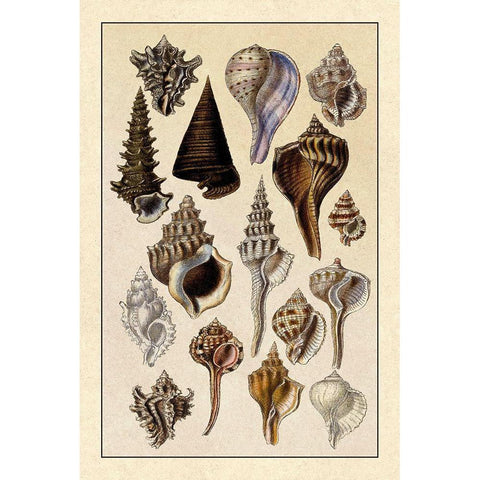 Shells: Trachelipoda #4 Black Modern Wood Framed Art Print with Double Matting by Sowerby, G.B.