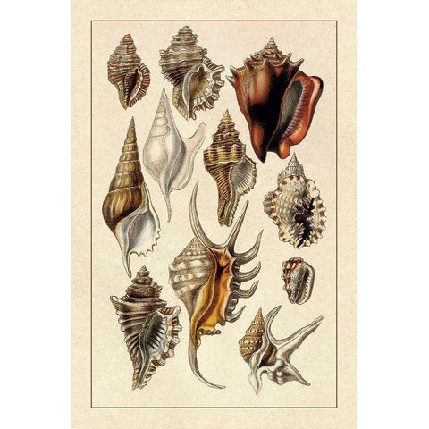 Shells: Trachelipoda #5 Gold Ornate Wood Framed Art Print with Double Matting by Sowerby, G.B.