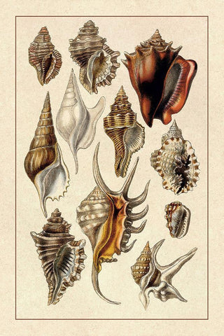 Shells: Trachelipoda #5 White Modern Wood Framed Art Print with Double Matting by Sowerby, G.B.