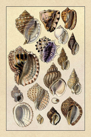 Shells: Purpurifera White Modern Wood Framed Art Print with Double Matting by Sowerby, G.B.
