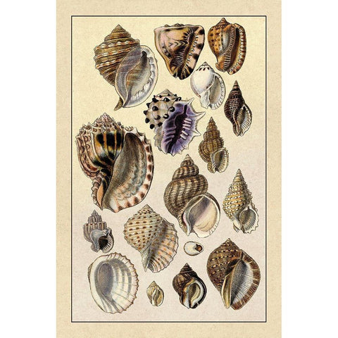 Shells: Purpurifera White Modern Wood Framed Art Print by Sowerby, G.B.