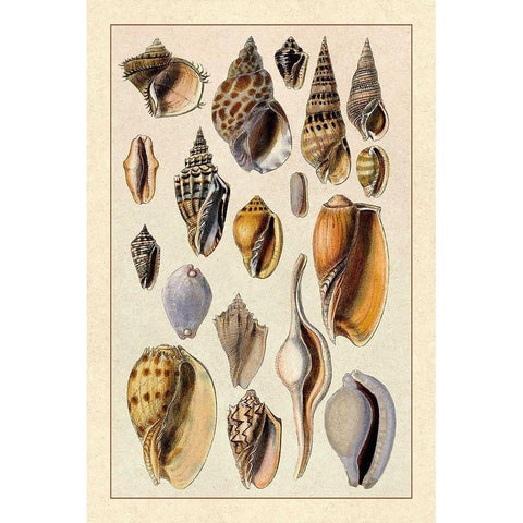 Shells: Trachelipoda #6 White Modern Wood Framed Art Print by Sowerby, G.B.