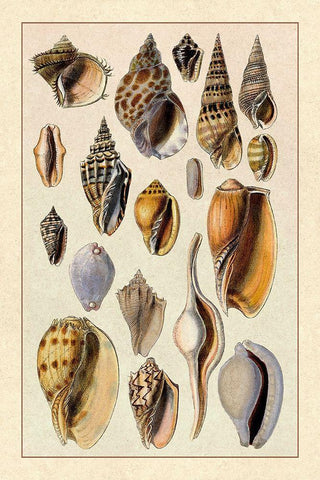 Shells: Trachelipoda #6 Black Ornate Wood Framed Art Print with Double Matting by Sowerby, G.B.
