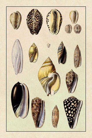 Shells: Convoltae and Orthocerata White Modern Wood Framed Art Print with Double Matting by Sowerby, G.B.