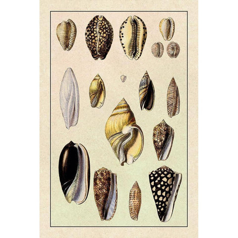 Shells: Convoltae and Orthocerata Black Modern Wood Framed Art Print by Sowerby, G.B.