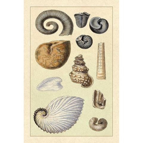 Shells: Ammonacea Black Modern Wood Framed Art Print with Double Matting by Sowerby, G.B.