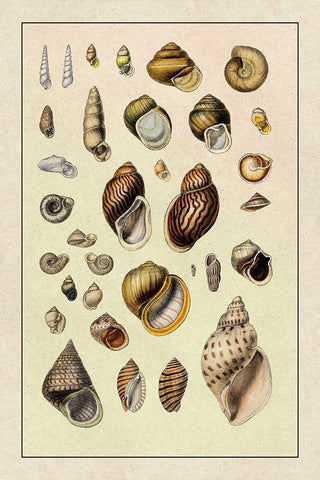 Shells: Sessile Cirripedes #2 Black Ornate Wood Framed Art Print with Double Matting by Sowerby, G.B.