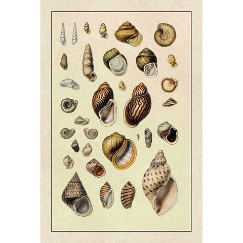 Shells: Sessile Cirripedes #2 White Modern Wood Framed Art Print by Sowerby, G.B.