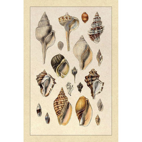 Shells: Sessile Cirripedes #3 White Modern Wood Framed Art Print by Sowerby, G.B.