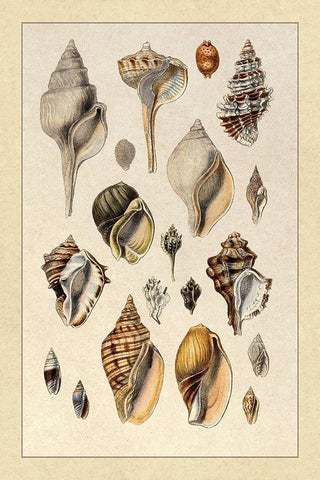 Shells: Sessile Cirripedes #3 White Modern Wood Framed Art Print with Double Matting by Sowerby, G.B.