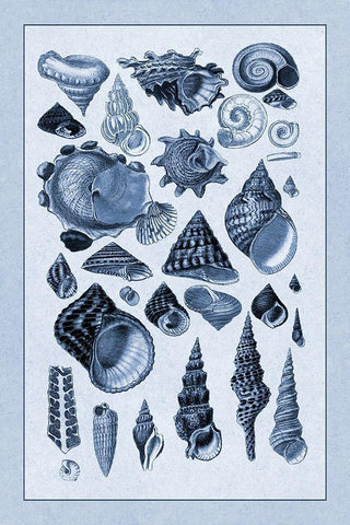 Shells: Trachelipoda #3 (Blue) White Modern Wood Framed Art Print with Double Matting by Sowerby, G.B.
