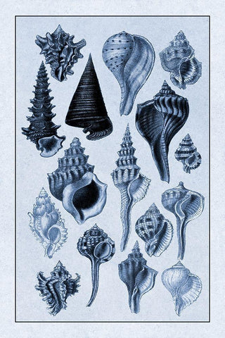 Shells: Trachelipoda #4 (Blue) Black Ornate Wood Framed Art Print with Double Matting by Sowerby, G.B.