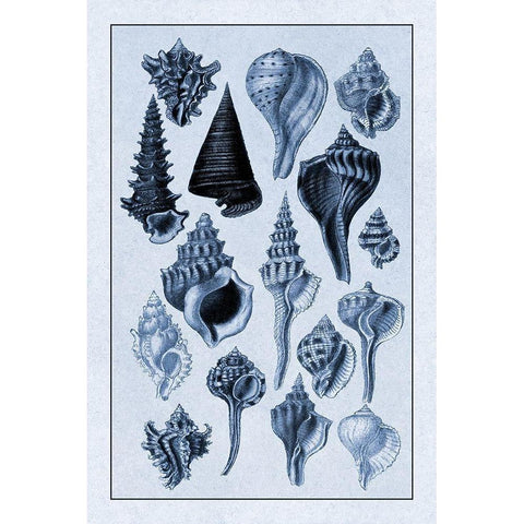 Shells: Trachelipoda #4 (Blue) Black Modern Wood Framed Art Print by Sowerby, G.B.