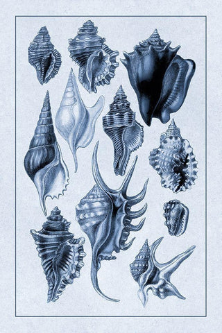 Shells: Trachelipoda #5 (Blue) White Modern Wood Framed Art Print with Double Matting by Sowerby, G.B.