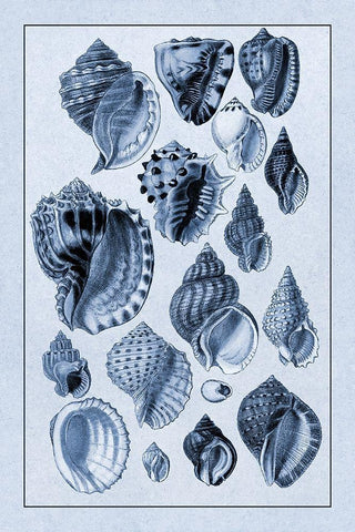 Shells: Purpurifera (Blue) White Modern Wood Framed Art Print with Double Matting by Sowerby, G.B.